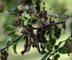 Apple Fire Blight